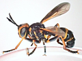 Leopoldius calceatus